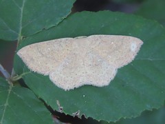 Cyclophora ruficiliaria