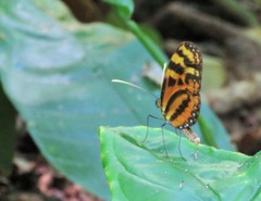 Mechanitis lysimnia utemaia