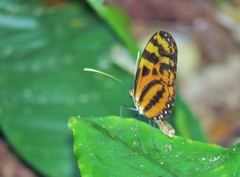 Mechanitis lysimnia utemaia
