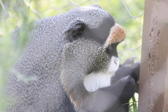 Cercopithecus neglectus