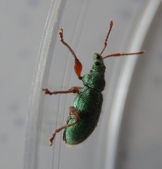 Phyllobius