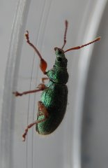 Phyllobius