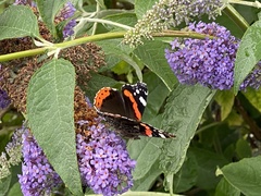 Vanessa atalanta