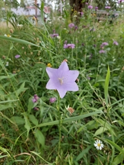 Campanula persicifolia