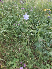 Campanula persicifolia