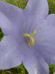 Campanula persicifolia