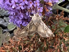 Autographa gamma
