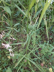 Campanula persicifolia