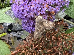 Autographa gamma