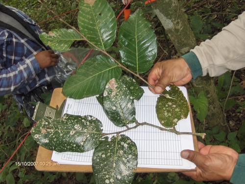 Licania arborea - Leaves