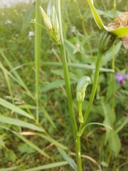 Campanula persicifolia