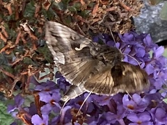 Autographa gamma