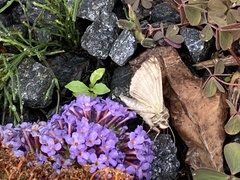 Autographa gamma