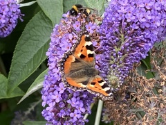 Aglais urticae