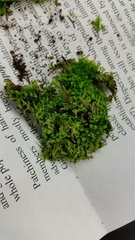 Lophocolea semiteres