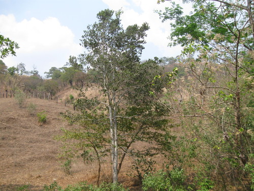 Licania arborea - Whole tree