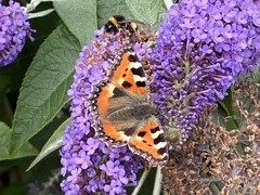 Aglais urticae