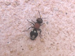 Ronisia brutia