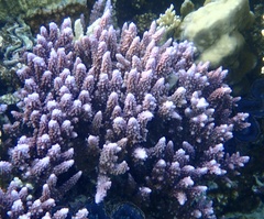 Acropora hemprichii
