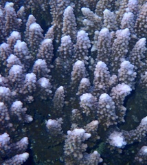 Acropora hemprichii