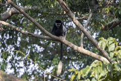 Colobus guereza occidentalis