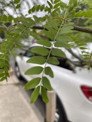 Gleditsia triacanthos