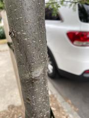 Gleditsia triacanthos