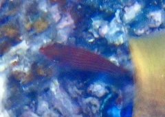 Pseudocheilinus hexataenia