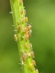 Nasonovia ribisnigri
