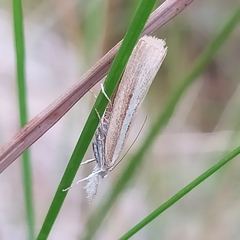 Agriphila selasella