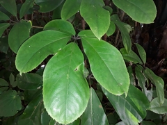 Pseudopanax laetus