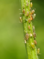 Nasonovia ribisnigri