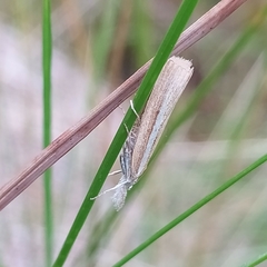 Agriphila selasella