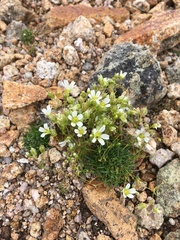 Mononeuria groenlandica