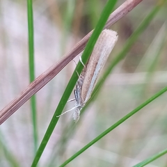 Agriphila selasella