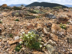 Mononeuria groenlandica