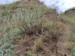 Atraphaxis frutescens