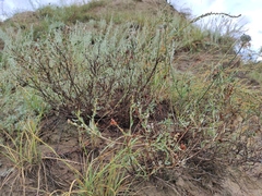 Atraphaxis frutescens