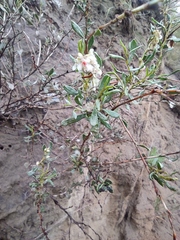 Atraphaxis frutescens