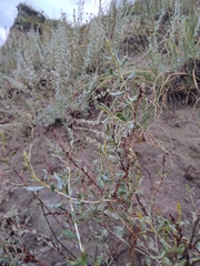 Atraphaxis frutescens