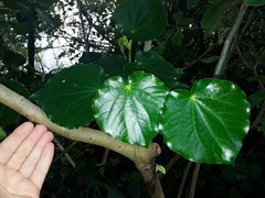 Piper excelsum peltatum