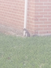 Sciurus carolinensis