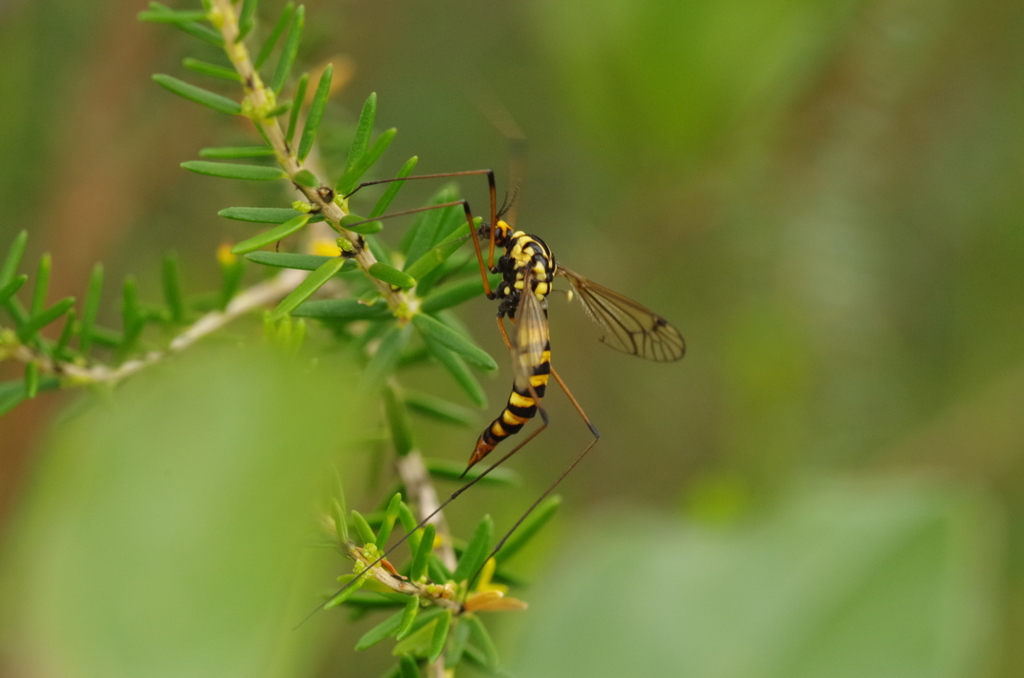 Nephrotoma luteata