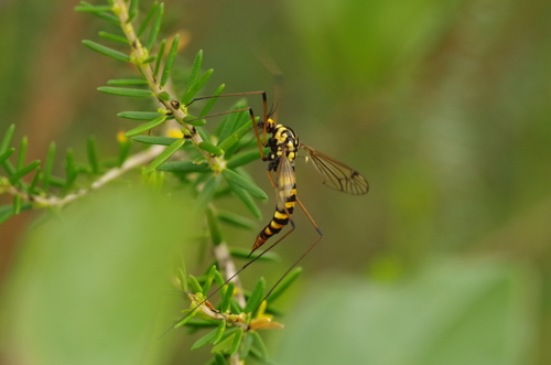 Nephrotoma luteata