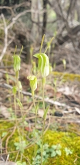 Pterostylis dilatata