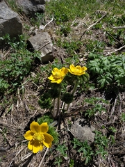 Pulsatilla aurea