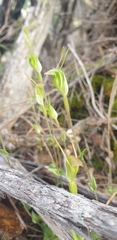 Pterostylis dilatata