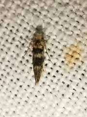Infurcitinea