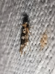 Infurcitinea