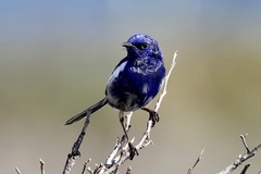 White-Winged Fairywren photo 5